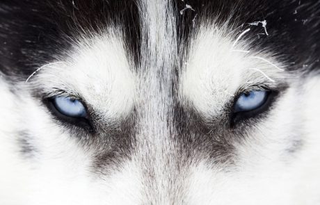 זאבים בודדים או חיות חברתיות – מי מרוויח יותר בנדל”ן ואיך זה רלוונטי אליכם?